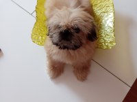 Minik Kızımıza yuva arıyoruz shih tzu