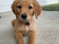 A Kalite Golden Retriever Yavrular