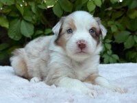 Border collie yavru
