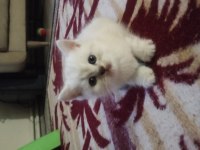 Çok oyuncu british shorthair miniğim