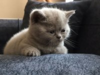British shorthair yavrum