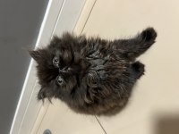 Exotic Shorthair Kedilerime yuva arıyorum