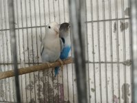 Cennet sevda papağanı mevcuttur