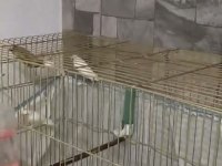 12 adet bakıcı Bengal ispinozu
