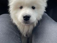 KIF-FCI ŞECERELİ MÜKEMMEL KALİTE SAMOYED SON 1 YAVRU