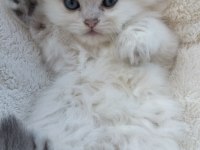 British Longhair Safkan Yavrumuz