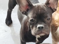 Yavurlarımız yeni yuva arıyor french bulldog