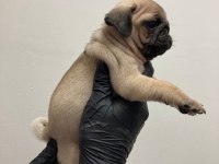 A kalite safkan pug