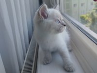 British Shorthair Yavru (Dişi)