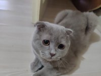 9 Aylık Erkek Aşıları Tam Scottish Fold