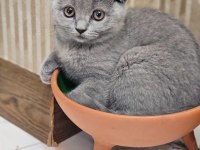 Çok acil 65 günlük safkan scottish fold dişi