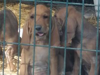 İtalyan tazısı segugio av köpeği
