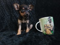 Minyatür pinscher