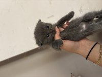 British shorthair - scottish fold kedimiz