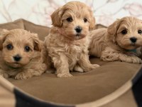 Maltipoo Yavrularımız