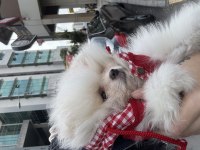 Pomeranian boo ayı surat