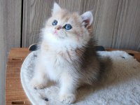 Blue Golden Dişi Yavru Kedimiz