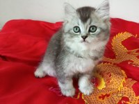 YAVRU BRİTİSH SHORTHAİR