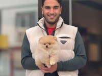 Yavru Pomeranian Bebeklerimiz