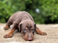 Europan doberman köpeği