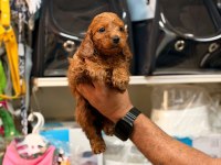 Toy poodle yavrularımız