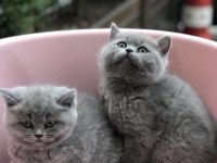 Gri Brıtısh Shorthair Yavrularım