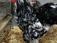 BLUE MODLED BRAHMA KULUÇKALIK YUMURTA & CİVCİV