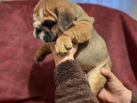 Üst kalite ingiliz bulldog bebekler
