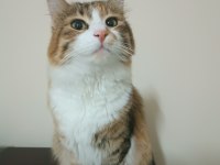 KEDİMİZE YENİ YUVA ARIYORUZ (SAHİPLENDİRME)