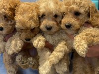 A kalite poodle bebeklerimiz