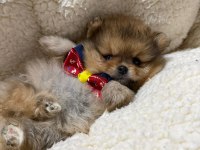 İyisi değil en iyisi 1 dişi ve 2 erkek teddy bear pomeranian