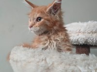 MAİNECOON ORANJ ERKEK TORTİ ÖZELLİKLİ