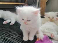 Safkan iran kedisi yavruları