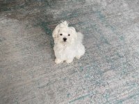 Ev doğumlu prenses maltese terrier