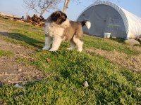 Mükemmel Kalite St Bernard Yavrular