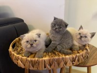 Blue point british shorthair