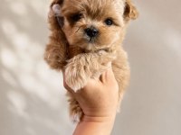 Kore maltipoo yavrular
