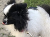 13 AYLIK DİŞİ POMERANİAN BOO