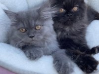 2 yavru kardeşler british longhair