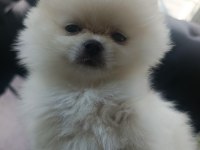 Mini Pomeranian Boo Yavrular