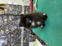 Pomeranian Black yavrularımız teslime hazır