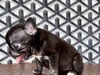 FLUFFY FRENCH BULLDOG DİŞİLER
