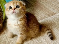 Muhteşem kan ve güzellikte british longhair yavrularımız