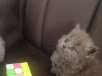 British shorthair yavru antalya