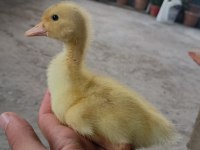 Çoluk çocuğunu sevindir ördek civcivi bulunur