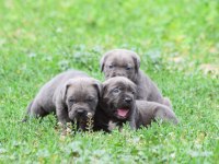 Heybetli Irk Garantili Cane Corso Yavrular