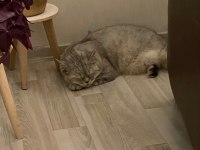 ÇOK AKILLI UYSAL BRİTİSH SHORTHAİR OĞLUMUZA YUVA ARIYORUZ
