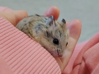 Gonzales yavru hamster