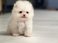 Pomeranian Boo Köpeğimiz