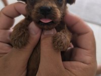 10 Güne Teslim Kore Anne Babadan Safkan KORE Poodle BEBEKLER